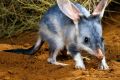 Greater Bilby at Currawinya National Park.