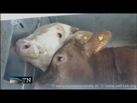 Slovakia Live Export