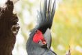 The palm cockatoo looks like a rockstar bird but research shows they are talented percussionists able to keep the beat ...