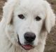 Roberto the maremma takes his role as a protector very seriously. 