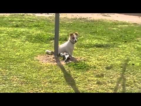 Bird Playing With Dog - Australian Magpie Playing