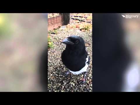 Talking Magpie Becomes Online Sensation