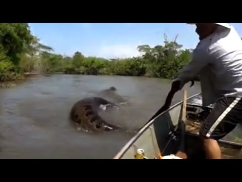 MAN GRABS GIANT SNAKE FROM THE WATER