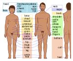 Human body features-en dark skin.svg