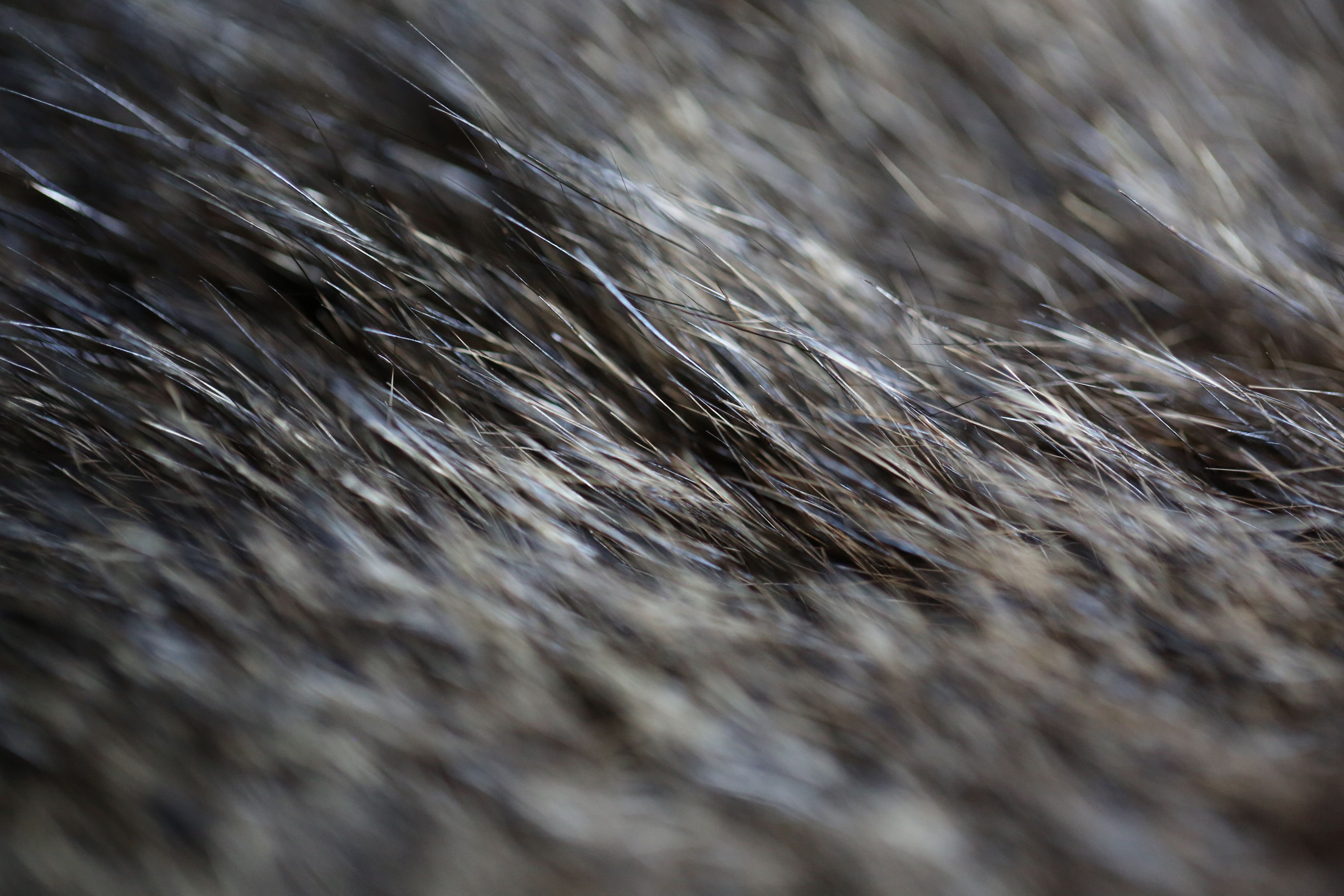 Possum skin cloak with the macro lens