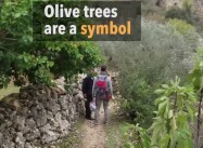 Report: Israeli forces torch olive trees on private Palestinian land