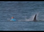 Jaw-dropping: Surfer fights off shark attack live on TV in S. African competition