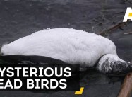 8,000 Suddenly Dead Birds in Alaska; What does it Mean