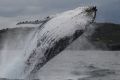 Scientific surveys since the 1980s have shown a surprising increase in humpback numbers.