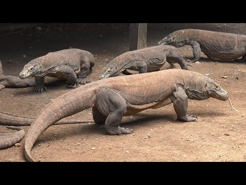 Komodo National Park, Indonesia in 4K (Ultra HD)