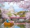 Himeji Castle with beautiful cherry blossom in spring season. 