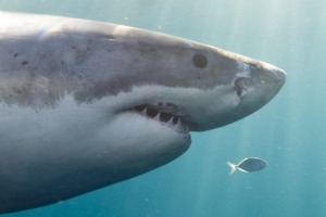 Great white sharks are still protected species