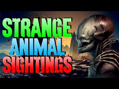 15 UNEXPLAINED Animal Sightings