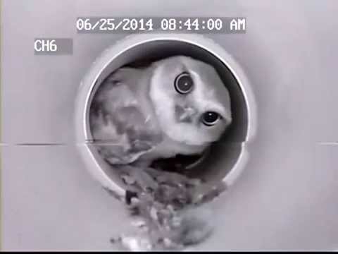 Burrowing Owl Cam