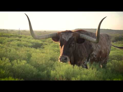 The Official State of Texas Longhorn Herd at Fort Griffin