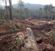 A VicForests logging coupe in the the Loch Valley, a known habitat of the threatened Greater Glider.