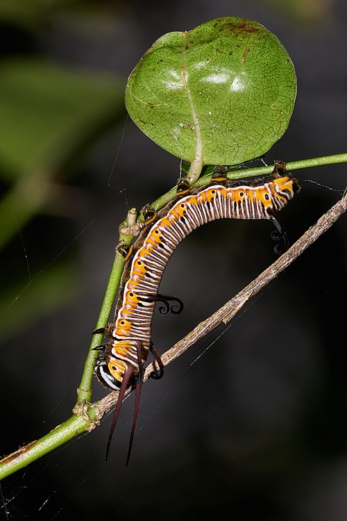 Euploea core-Kadavoor-2016-09-08-002.jpg