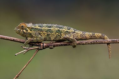 Coarse chameleon