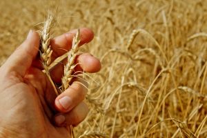 NAB is predicting a national wheat crop of 23.3 million tonnes.