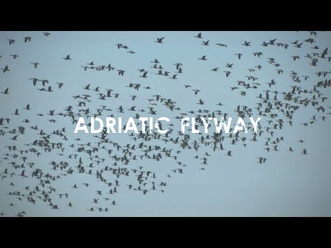 Adriatic Flyway - The Central European Route for Migratory Birds