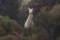 This rare white kangaroo was spotted in country WA.