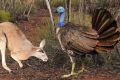 Reconstruction of Progura gallinacea next to a grey kangaroo.