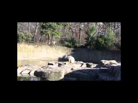 Berlin Zoo - Knut the polar bear Dies 19 March