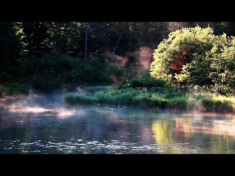 Entspannung Naturgeräusche - Vogelstimmen im Wald