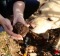 Truffle hunting in Western Australia.