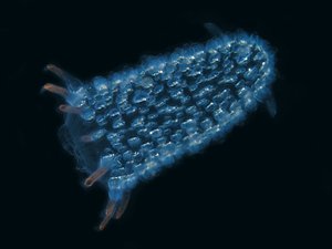 A young pyrosome (Pyrosoma) colony found off Atauro Island, East Timor (length about 1 cm)