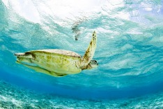 Galapagos Islands, turtle