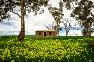 Auburn, Clare Valley, SA.