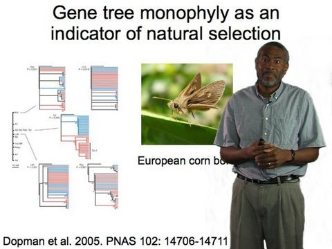 Scott Edwards (Harvard) Part 1: Gene trees and phylogeography