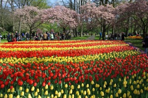 A spring display of tulips at Keukenhof in the Netherlands.