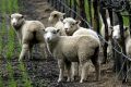 The research aims to develop better methods to detect chlamydia in sheep.