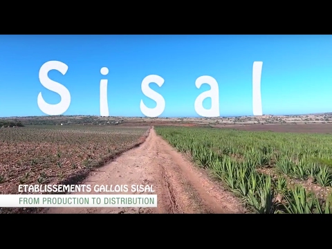 Sisal fibre - Documentary