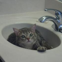 A Random Kitten - Click to Refresh