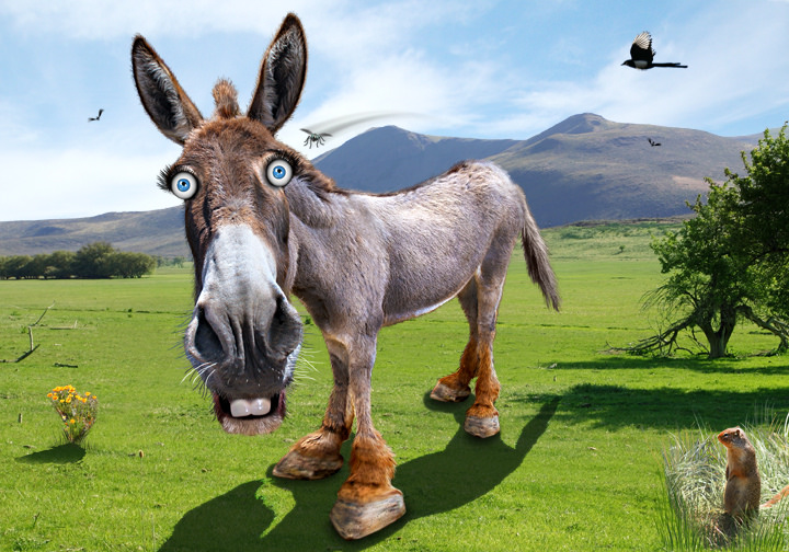 Caricature of the Democratic Party donkey. Photo by DonkeyHotey on Flickr.