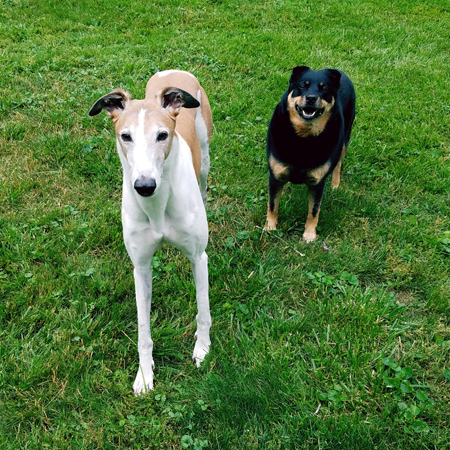 image of Dudley the Greyhound and Zelda the Black and Tan Mutt standing in the grass in the backyard