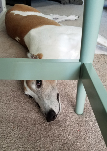 image of Dudley the Greyhound lying on the floor, peering up at me from under my desk