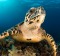 Fiji turtle conservation is underway at Turtle Island.