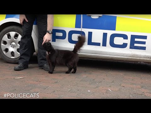 Thames Valley Police announces brand new cat unit #PoliceCats