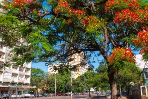 Jacaranda trees add colour to Maputo's wide streets.