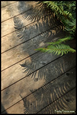 back porch cabin sword ferns