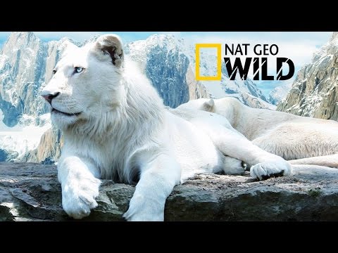 The Rare and Exotic Animals - National Geographic Documentary