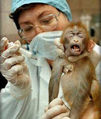 ANIMAL  TESTING     Click Here