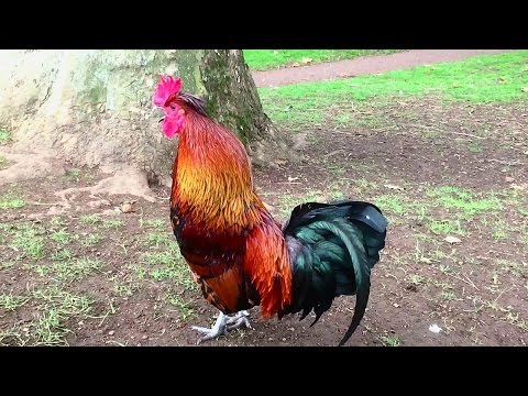 Rooster Crowing Compilation Plus - Rooster crowing sounds Effect