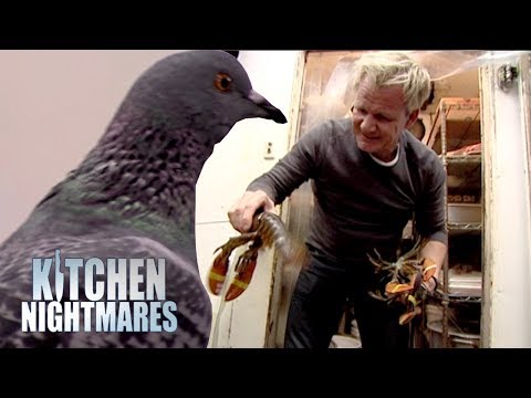 Ramsay Finds A Pigeon and More Dead Lobster in the Kitchen | Kitchen Nightmares