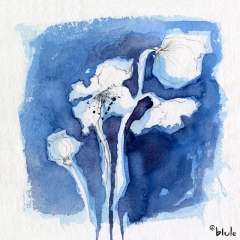 Blue Poppies