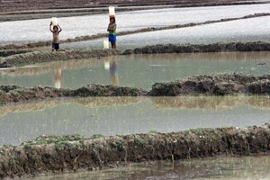 File - Little girls cross a rice field after heavy rains carrying water in plastic containers, Vermasse, Timor-Leste, 28 December, 2008.